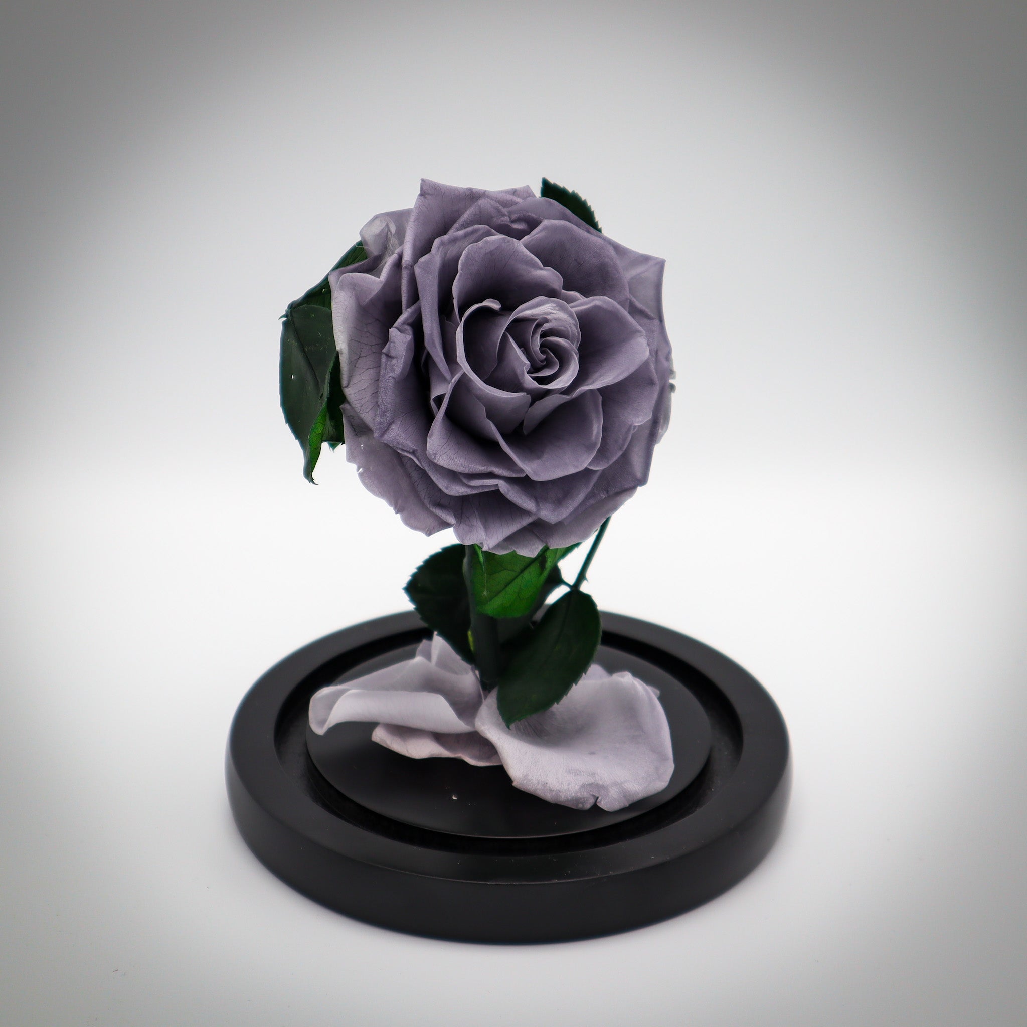 Preserved Silver Rose – FLOWERWORX Atlantic