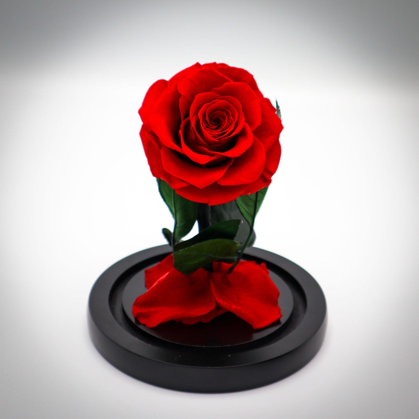 Preserved Red Rose