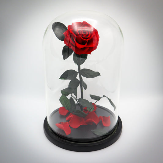 Preserved Tall Red Rose