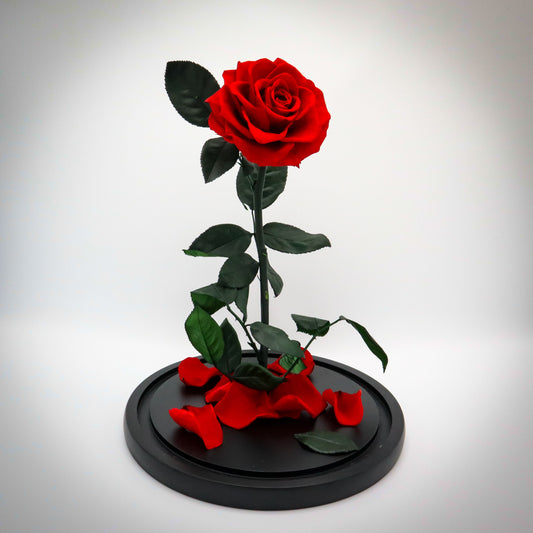 Preserved Tall Red Rose