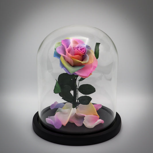 Preserved Rainbow Rose