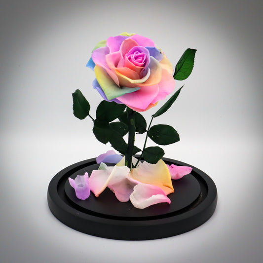 Preserved Rainbow Rose