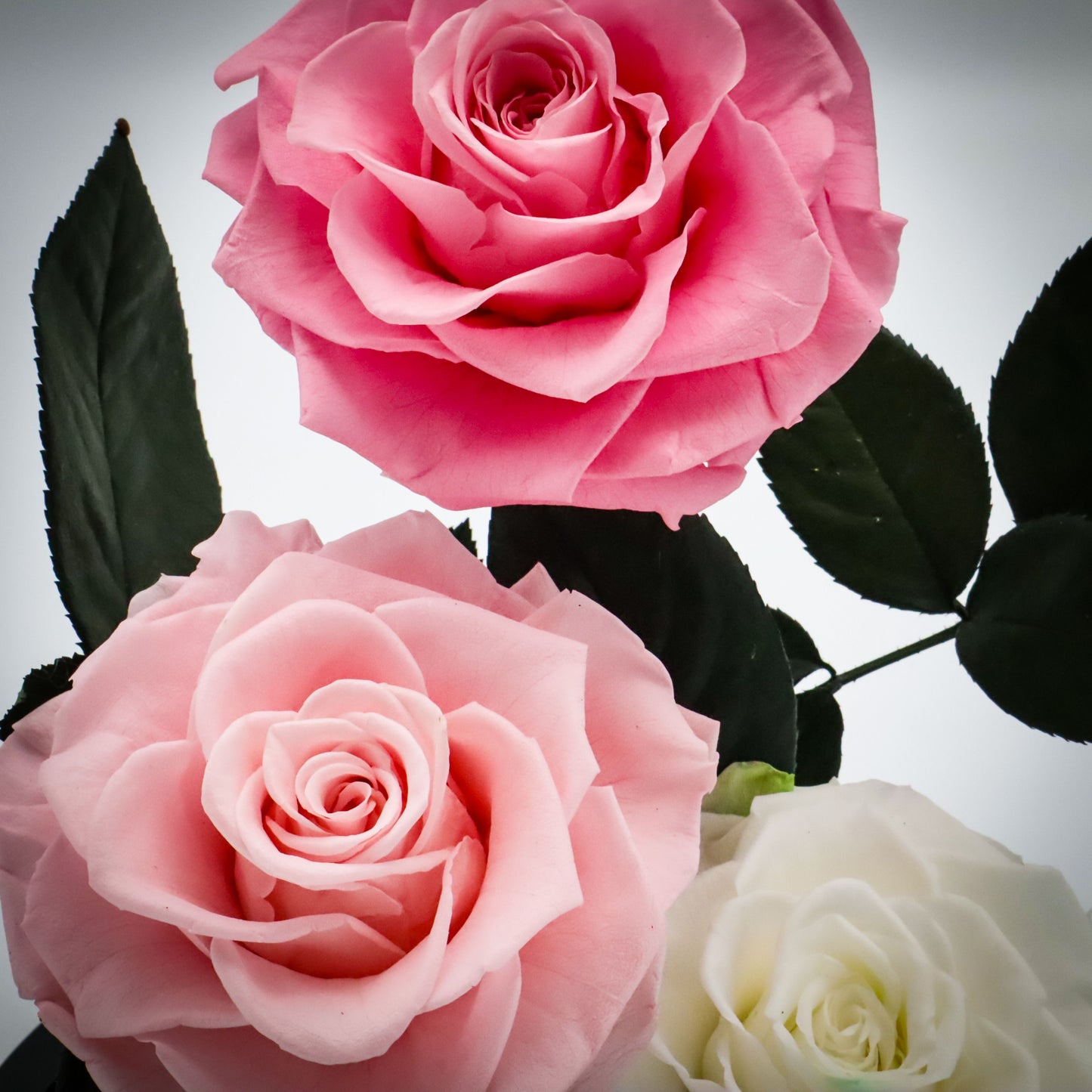 Preserved Light Rose Bundle