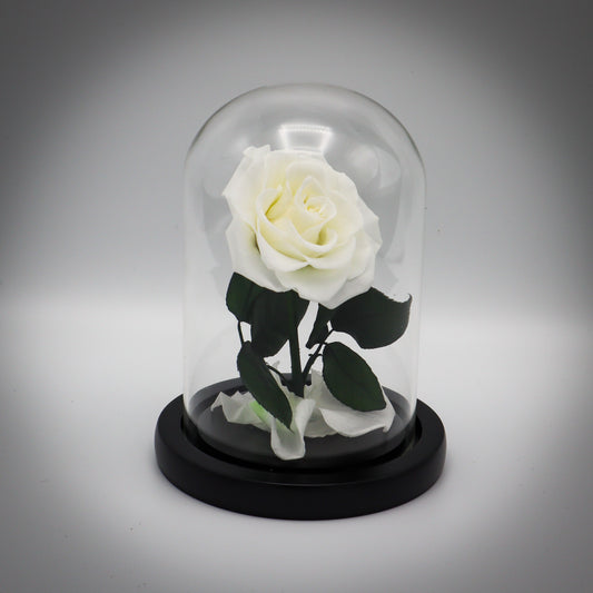 Preserved White Rose