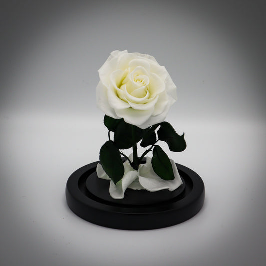 Preserved White Rose