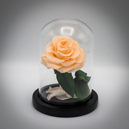 Preserved Cream Rose