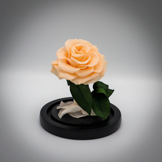 Preserved Cream Rose