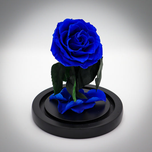 Preserved Cobalt Rose