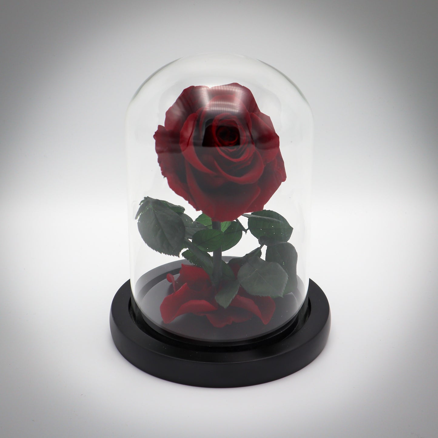 Preserved Mahogany Rose