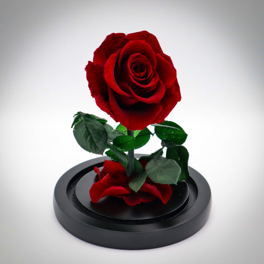 Preserved Mahogany Rose