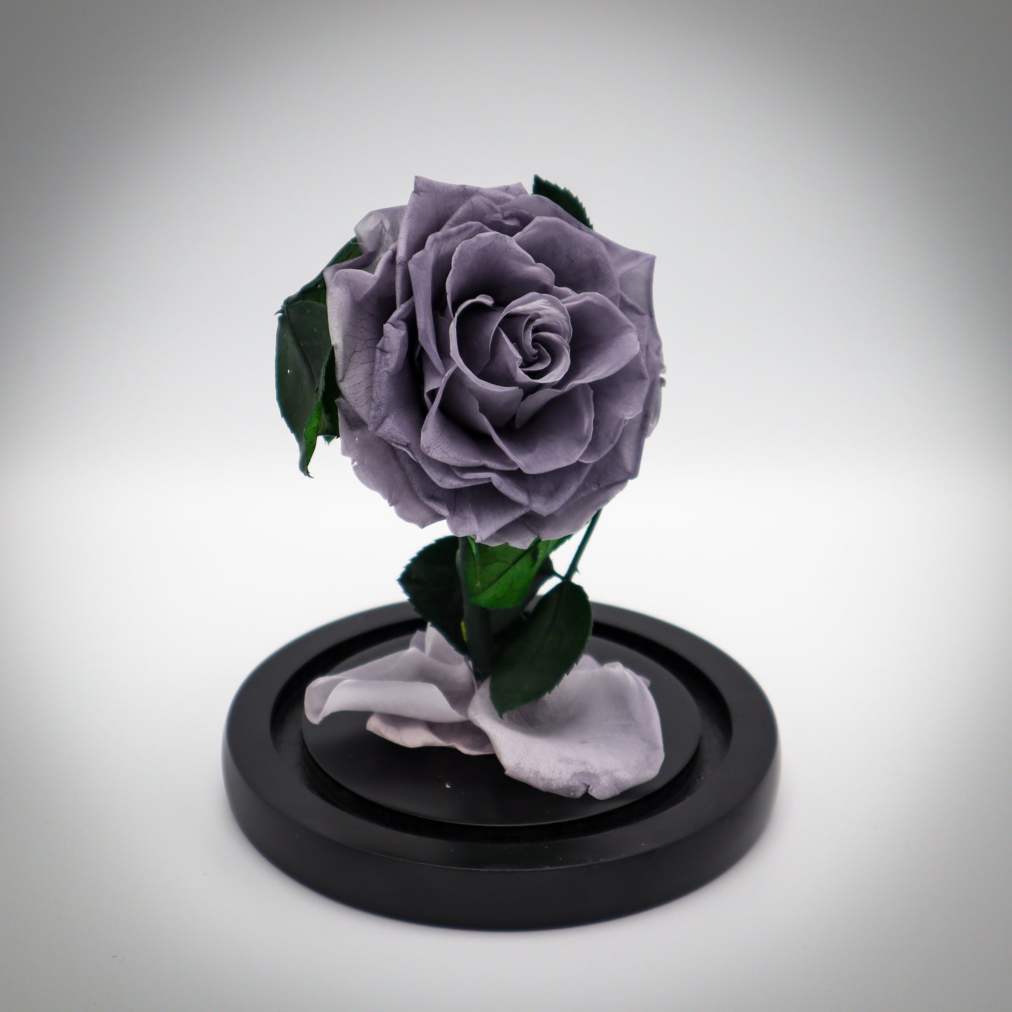 Preserved Silver Rose