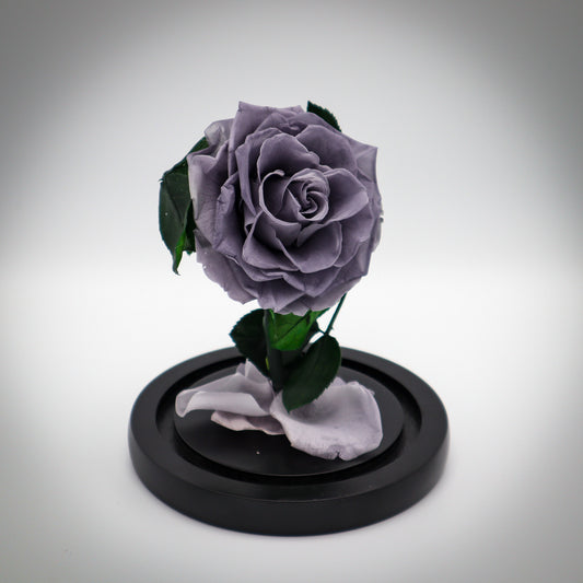 Preserved Silver Rose