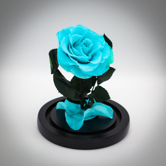 Preserved Cyan Rose