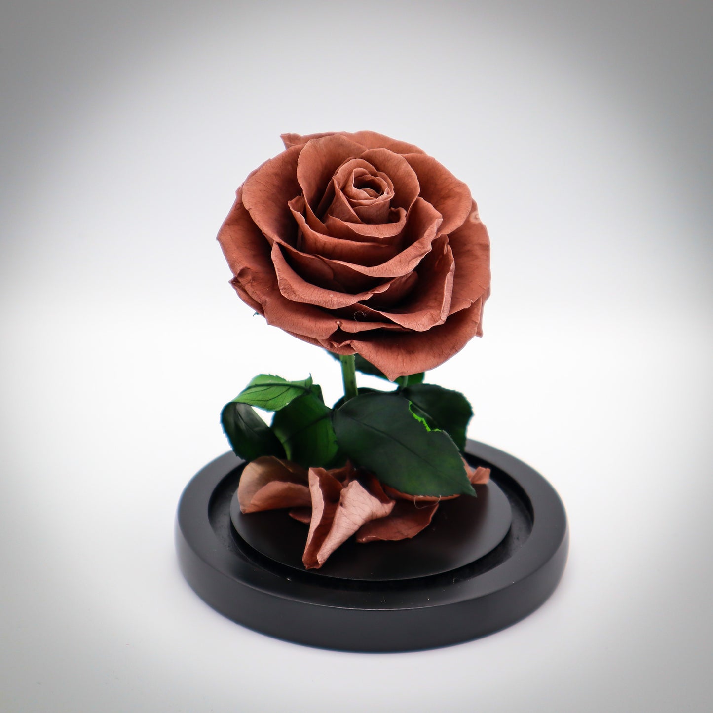 Preserved Bronze Rose