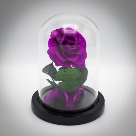 Preserved Purple Rose