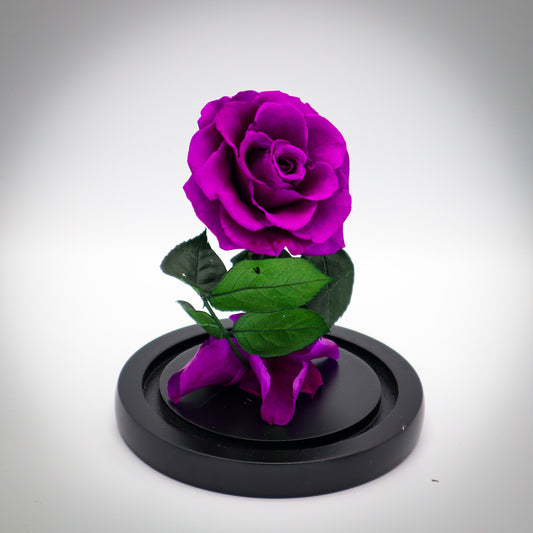 Preserved Purple Rose