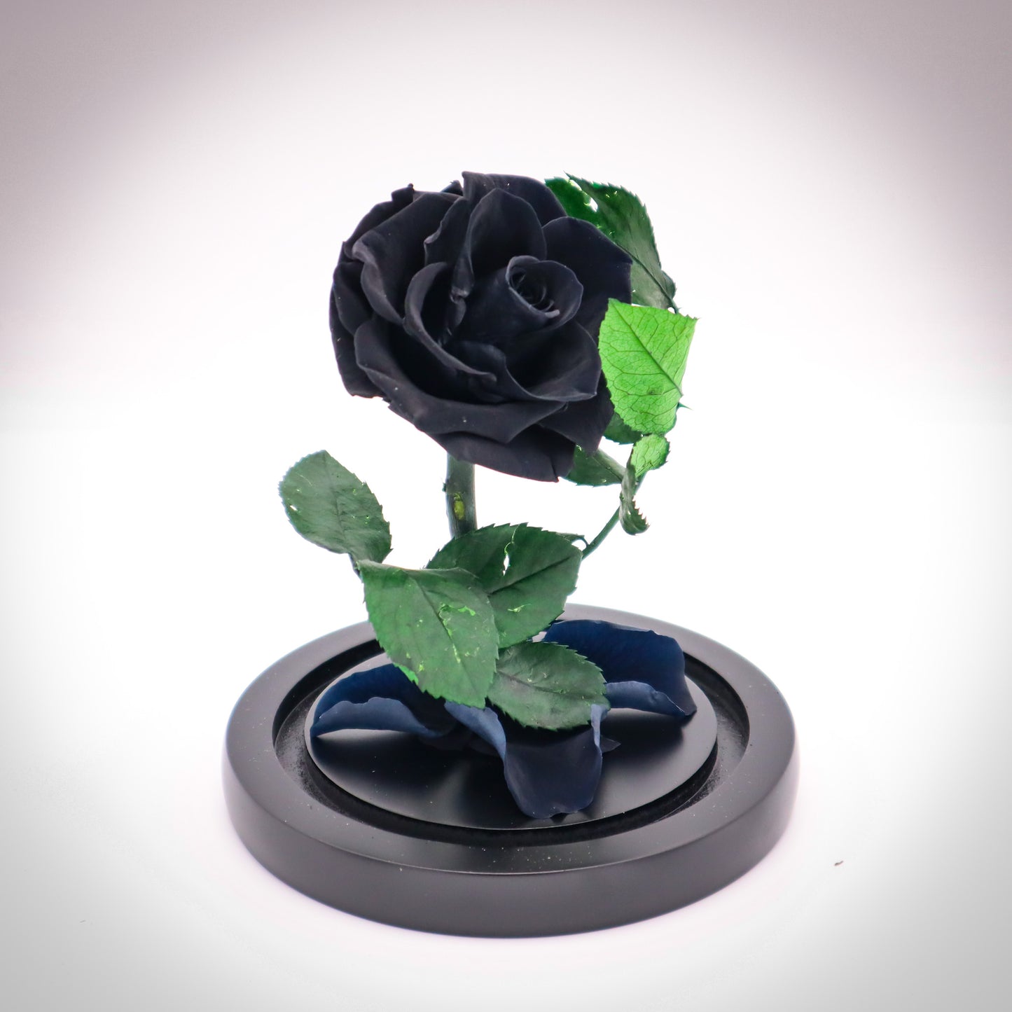 Preserved Black Rose