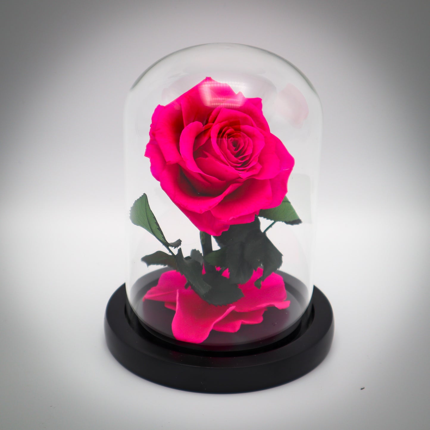 Preserved Hot Pink Rose