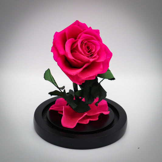 Preserved Hot Pink Rose